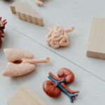 kidney