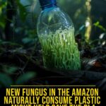 A blue plastic bottle in a forest covered with green fungus, with text about a new plastic-eating fungus from the Amazon.