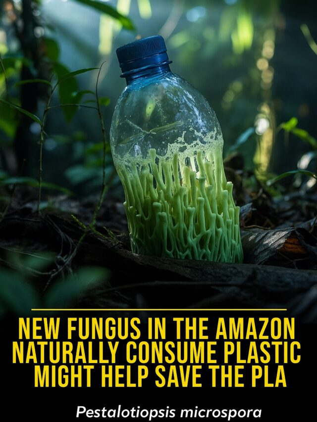 A blue plastic bottle in a forest covered with green fungus, with text about a new plastic-eating fungus from the Amazon.