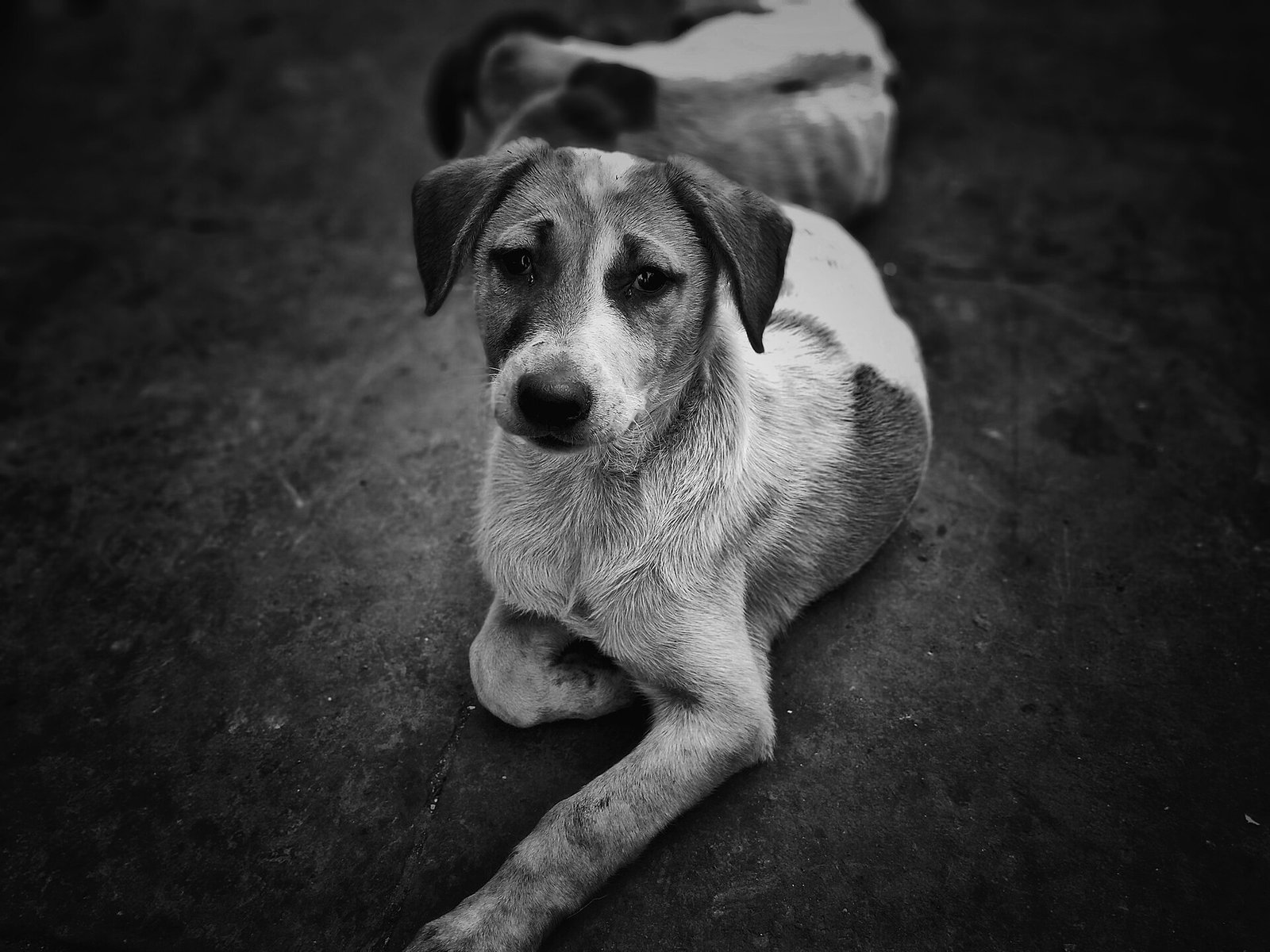 Delhi drafts uniform rules for street-dog sterilisation and rabies shots as High Court pushes city-wide rollout