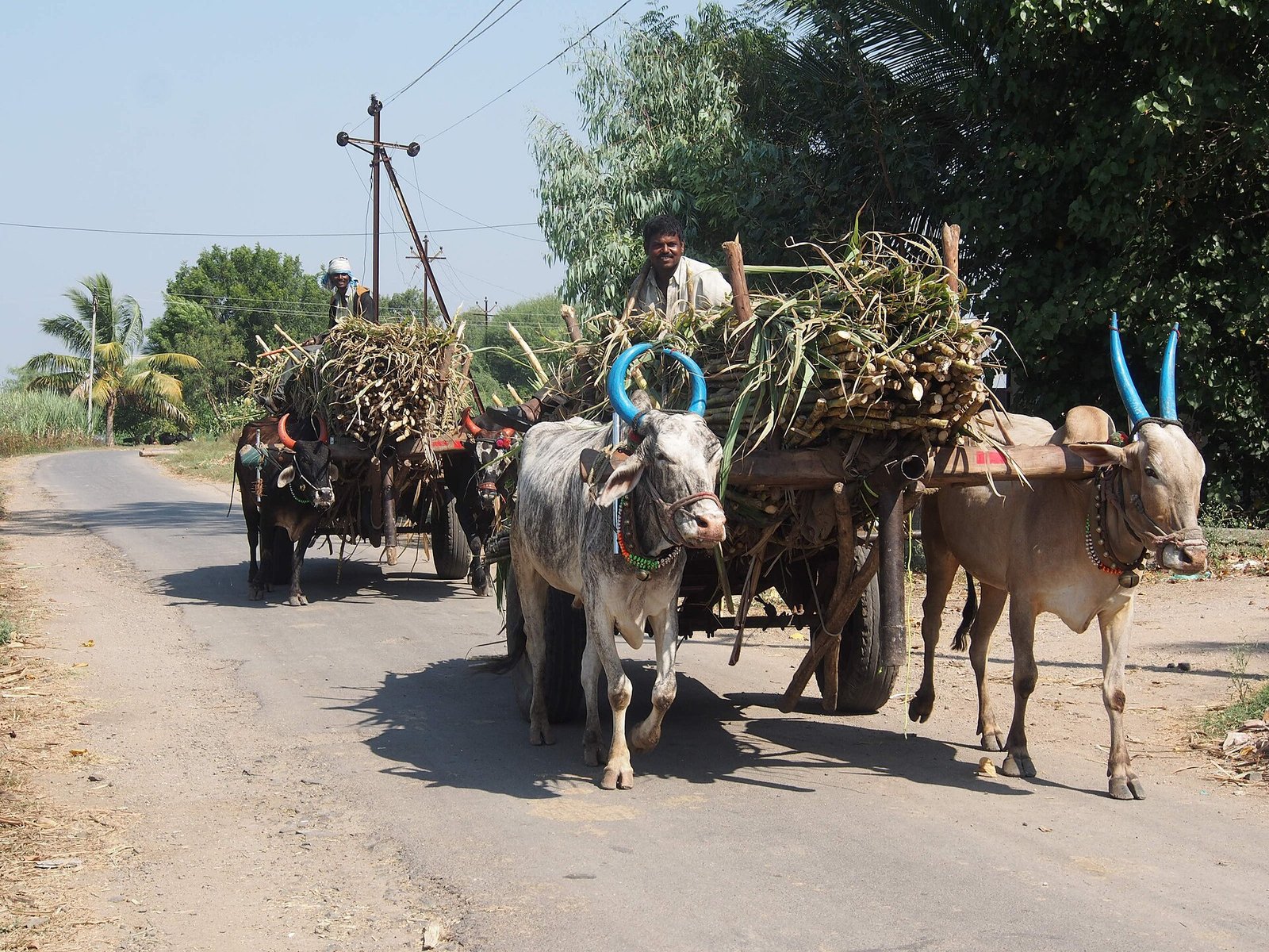 No sugar for fuel next year: oil companies shut sugarcane-based ethanol out of 2026-27 tender