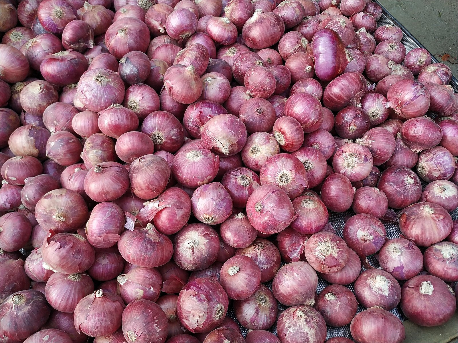 Retail inflation jumps to 5.54% in September as onion prices double, nearing RBI’s 6% ceiling